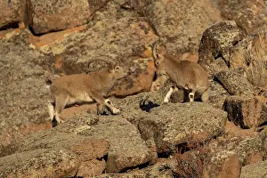 Bovidae Prints: Two Mongolian ibex (Capra sibirica hagenbecki) standing on mountainside in a confrontation