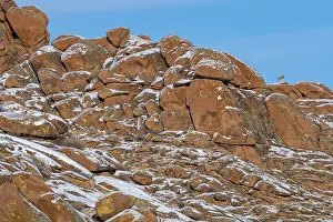 Rock Prints: Mongolian wolf (Canis lupus chanco) male