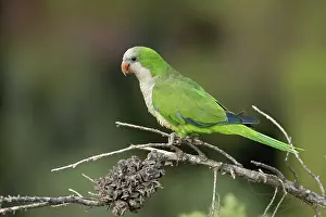 Invasive Prints: Monk parakeet (Myiopsitta monachus) perched on branch