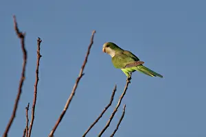 True Parrot Prints: Monk parakeet (Myiopsitta monachus) perched on branch