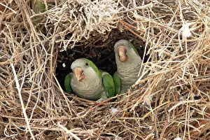 Invasive Prints: Monk parakeets (Myiopsitta monachus) pair peering from nest