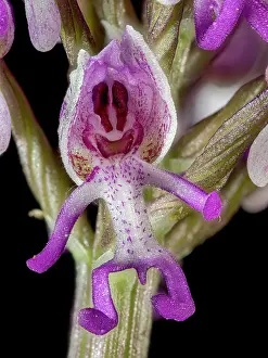Orchis Prints: Monkey orchid (Orchis simia) flower, close up, Torre Alfina, Lazio, Italy. May