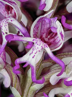 Orchis Prints: Monkey orchid (Orchis simia) flower, close up, Torre Alfina, Lazio, Italy. May
