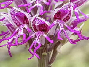 Orchidaceae Gallery: Monkey orchid (Orchis simia) in flower, close up, Torre Alfina, Lazio, Italy. May