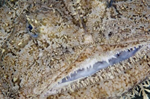 Monkfish / Allmouth (Lophius piscotorius) close-up of face, Lofoten, Norway, November