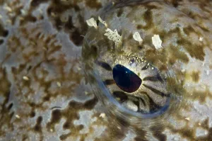Monkfish / Allmouth (Lophius piscotorius) close-up of eye, Lofoten, Norway, November 2008