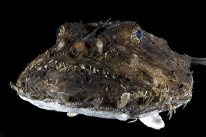 Osteichthyes Collection: Monkfish / Anglerfish (Lophius piscatorius) portrait, Saltstraumen, Bodo, Norway