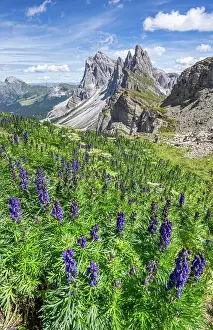 Ranunculaceae Prints: Monkshood (Aconitum napellus) in flower on mountainside with view to Seceda Mountain on the Adolf Munkel Hiking route