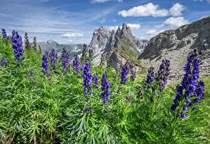 Ranunculaceae Prints: Monkshood (Aconitum napellus) in flower on mountainside with view to Seceda Mountain on the Adolf Munkel Hiking route