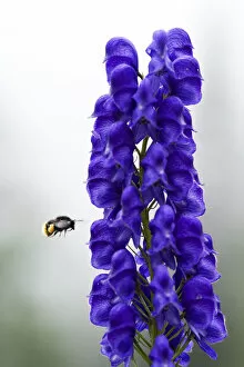 Images Dated 20th August 2009: Monkshood (Aconitum napellus) flowers with bumble bee in flight, Triglav National Park