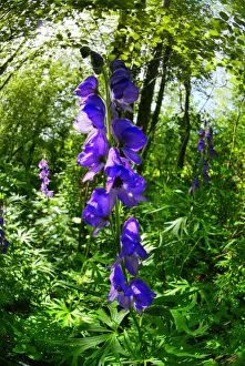 Ranunculaceae Prints: Monkshood (Aconitum napellus) growing on the banks of the Mells Stream in Edford Woods