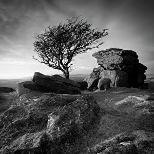 Images Dated 23rd January 2011: Monochrome image of a Hawthorn tree (Crataegus monogyna) and granite outcrop near Saddle Tor
