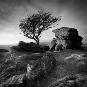Rosanae Prints: Monochrome image of a Hawthorn tree (Crataegus monogyna) and granite outcrop near Saddle Tor