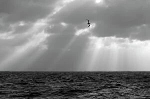 Images Dated 7th October 2011: Monochrome image of a Northern gannet (Morus bassanus) adult in flight, seen