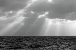 Monochrome image of a Northern gannet (Morus bassanus) adult in flight, seen from the pelagic trawler Charisma, Shetland Isles, Scotland, UK, October