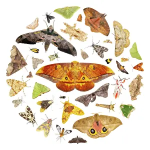 Lepidoptera Prints: Montage of moths attracted to an ultraviolet (UV) light at night