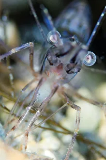 Magnus Lundgren Prints: Montague / Pink shrimp (Pandalus montagui) close-up, Lofoten, Norway, November 2008