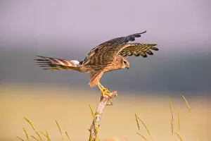 Germany Gallery: Montagus harrier (Circus pygargus) female balancing on post, Germany. June