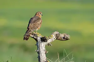 Accipitriformes Prints: Montagu's harrier (Circus pygargus) female