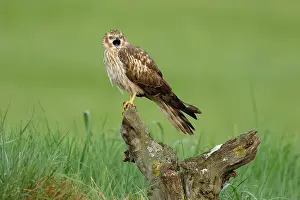 Accipitriformes Prints: Montagu's harrier (Circus pygargus) female