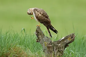 Accipitriformes Prints: Montagu's harrier (Circus pygargus) female