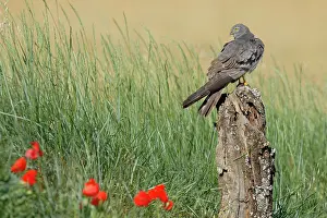 Accipitriformes Prints: Montagu's harrier (Circus pygargus) male, perched on tree stump, La Rioja, Spain. June