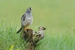 Accipitriformes Prints: Montagu's harrier (Circus pygargus) male