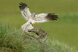 Accipitriformes Prints: Montagu's harrier (Circus pygargus) male