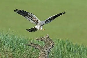 Accipitriformes Prints: Montagu's harrier (Circus pygargus) male