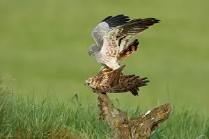 Reproduction Prints: Montagu's harriers (Circus pygargus) pair mating, La Rioja, Spain. May