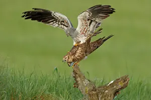 Reproduction Prints: Montagu's harriers (Circus pygargus) pair mating, La Rioja, Spain. May