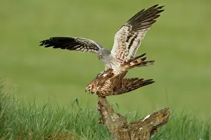 Reproduction Prints: Montagu's harriers (Circus pygargus) pair mating, La Rioja, Spain. May