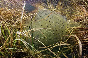Rana Muta Prints: Montane frog (Rana temporaria) frogspawn in shallow vernal pool