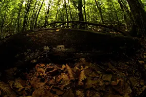 Rana Muta Prints: Montane frog (Rana temporaria) sitting beside fallen log in leaflitter