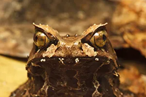Images Dated 13th May 2021: Montane horned frog (Megophrys kobayashii) head close up, Kinabalu National Park, Sabah