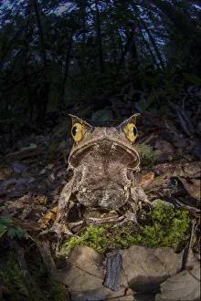 Malaysia Prints: Montane horned frog (Megophrys kobayashii) in the leaf litter at night. Mount Kinabalu