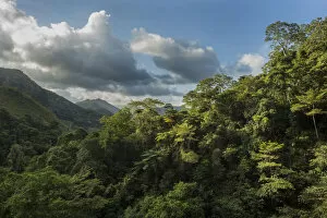 Montane rainforest, Hienghene, New Caledonia