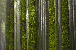 Images Dated 14th December 2008: Montery pine (Pinus radiata) forest, with trunks covered with moss and lichen, Corona