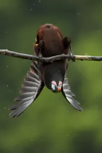 Montezuma oropendola (Psarocolius montezuma) hanging upside down as part of a courtship display
