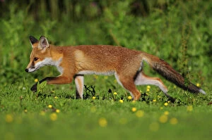 Three month old Red fox (Vulpes vulpes) cub walking through meadow, Dorset, England