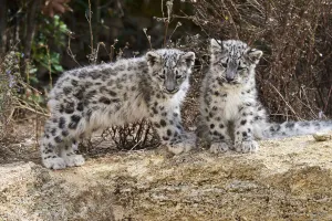 Two three month Snow leopard (Panthera uncia) cubs siting observing