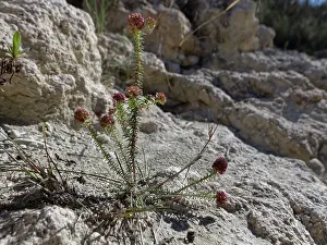 Primulaceae Prints: Montpelier coris (Coris monspeliensis syrtica) with spiny red calyxes