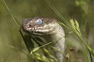 Montpellier snake (Malpolon monspessulanus) shortly before shedding its skin, The Peloponnese