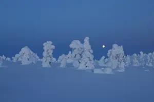 Lapland Prints: Full moon over frozen, snow-covered trees