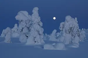 Lapland Prints: Full moon over frozen, snow-covered trees