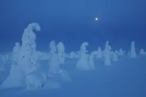 Lapland Prints: Full moon over frozen, snow-covered trees
