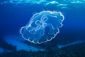 2020 January Highlights Collection: Moon jelly (Aurelia aurita) drifts over a coral reef. East End, Grand Cayman, Cayman Islands