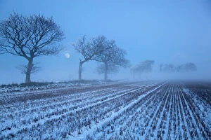 Cold Gallery: Moon rising over winter landscape, stubble field and Oak trees, Gimingham, Norfolk, UK
