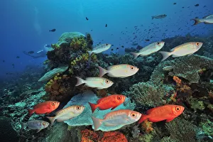 2019 December Highlights Prints: Moontail bullseye (Priacanthus hamrur) shoal over coral reef. Flores Sea, Indonesia