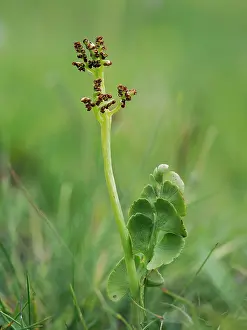 Pteridophytina Prints: Moonwort (Botrychium lunaria) in flower